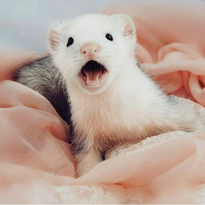 The frisky ferret